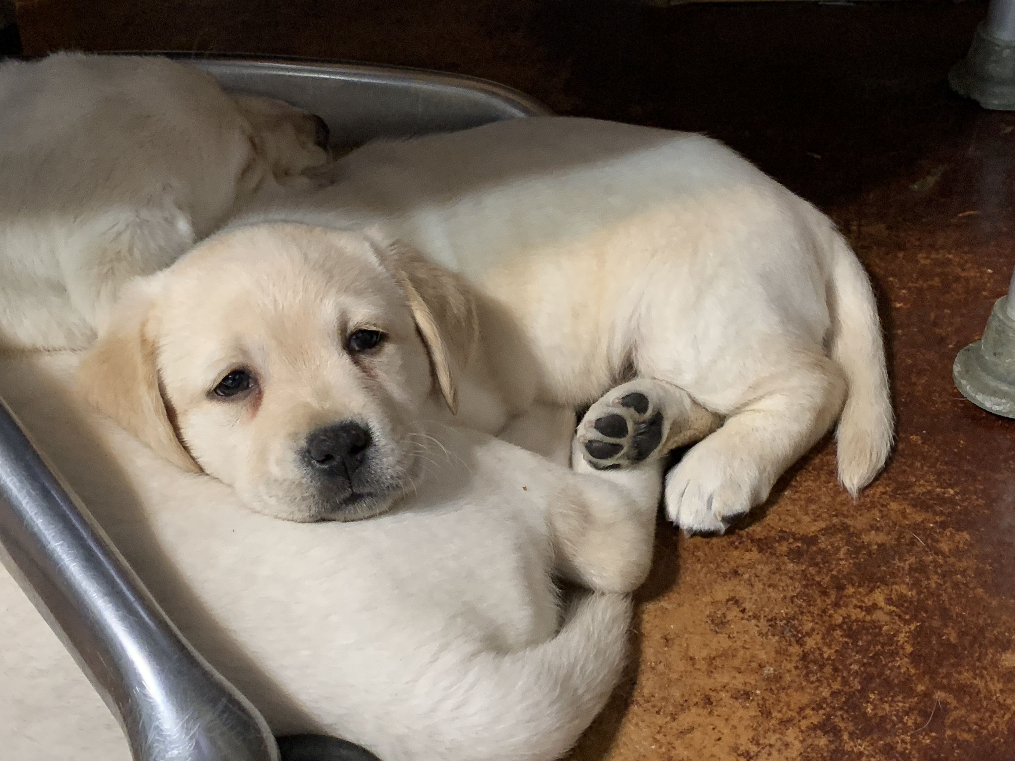 Labrador Retriever Breeder Labrador Puppies Boerne Tx